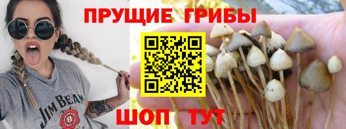 Галлюциногенные грибы прущие грибы Горячий Ключ